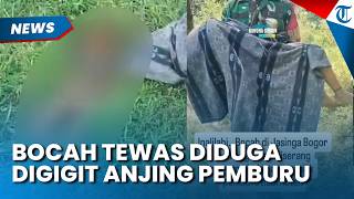 Pilu! Bocah Tewas Diduga Digigit Anjing Pemburu Babi Hutan di Bogor, 43 Anjing Diperiksa