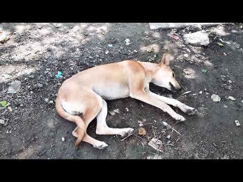 This Dogi is so Cute | Cute Street Dog | Chirayu Medical College and Hospital Bhopal M.P