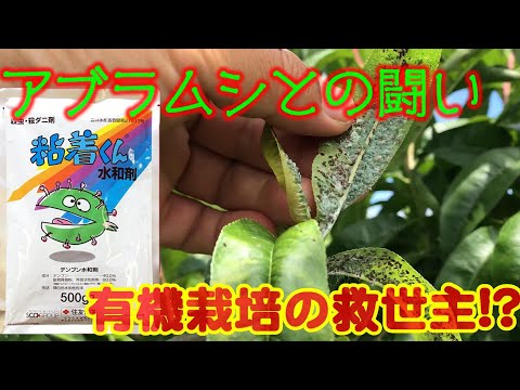 果樹のアブラムシの最大の敵は何ですか