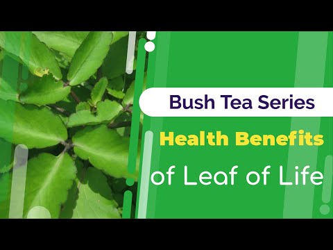 , title : 'Benefits of Leaf of Life | Bush Tea Series | Jamaican Things'