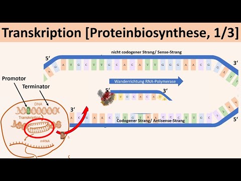 Transcription [Protein Biosynthesis, 1/3] - [Biology, Genetics, Advanced Level]