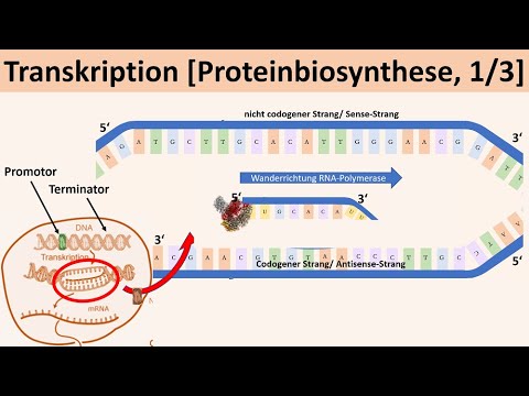 Transkription [Proteinbiosynthese, 1/3] - [Biologie, Genetik, Oberstufe]