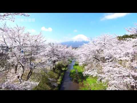 忍野村新名庄川の桜