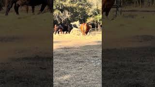 Scarlett will do whatever it takes to get her share #cow #farming #farmlife #shorts