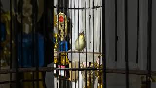 Download lagu Pleci Barbara KW Tembakan Wit Wit Zipper #pleci #terapipleci #pcmi #birds #burung mp3 Download lagu Pleci Barbara KW Tembakan Wit Wit Zipper #pleci #terapipleci #pcmi #birds #burung mp3