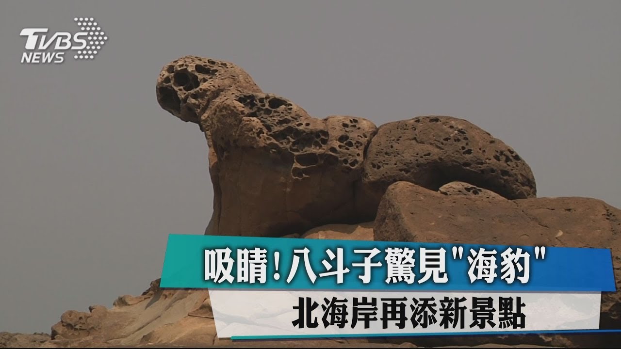 吸睛!八斗子驚見「海豹」 北海岸再添新景點