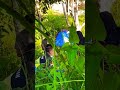Orang Ini Mesum ️ Di Hutan
