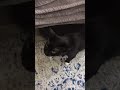 Tuxedo Cat Meows LOUDLY After Mom Was Away For A Week Shorts