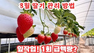 3월 딸기 관리! 앞으로 온도 관리에 있어 잎작업, 1회 급수량은?