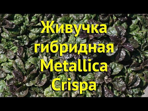 download lagu mp3 mp4 Ajuga Reptans Metallica Crispa, download lagu Ajuga Reptans Metallica Crispa gratis, unduh video klip Ajuga Reptans Metallica Crispa