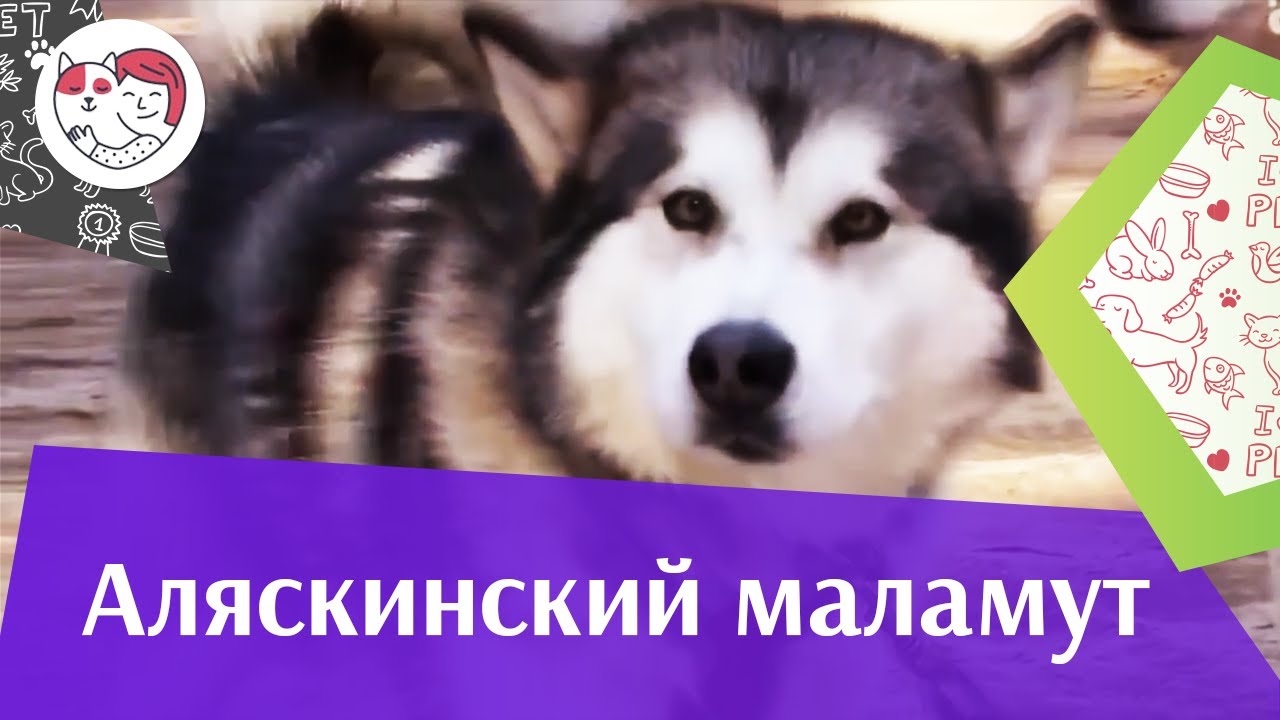 Аляскинский маламут Темперамент на iLikePet