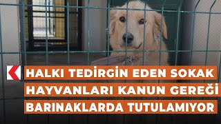 Halkı tedirgin eden sokak hayvanları kanun gereği barınaklarda tutulam