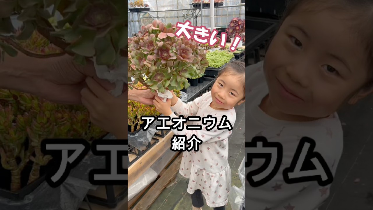 【多肉】アエオニウム紹介　多肉生産者pukupuku taniku #多肉植物 #succulents #plants