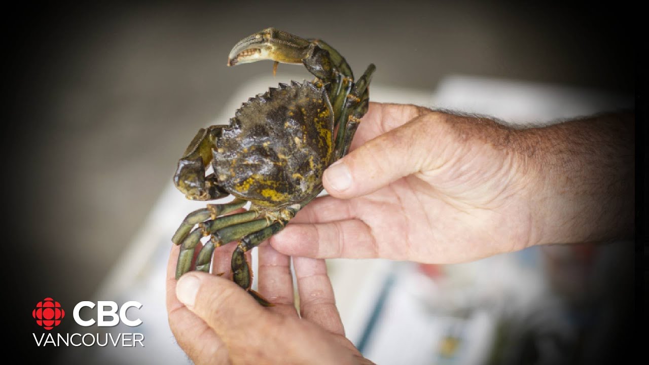 Invasive crabs threaten B.C.’s marine habitat