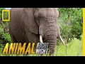 An Elephant Smack Down Animal Fight Night