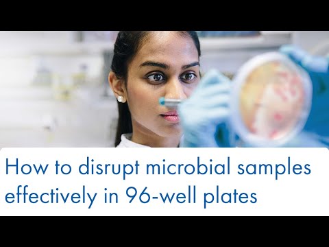 How to disrupt microbial samples effectively in 96-well plates