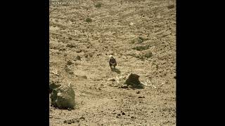 Ben Howard - Towing the Line