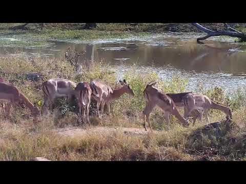 Djuma: Impalas, Waterbucks and Bushbuck male-Pt:1 - 08:27 - 05/08/21