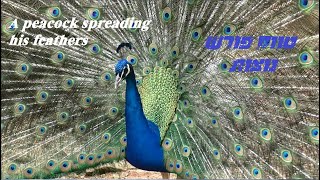טווס פורש נוצות  peacock spreading his feathers