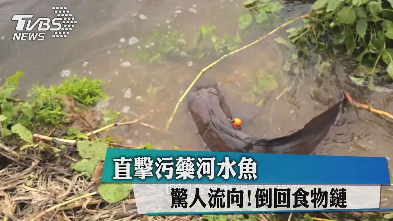 直擊藥河污水魚! 驚人流向倒回食物鏈