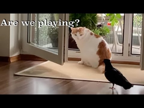 Pinku my rescued Pigeon chasing cat in a Hide & Seek game