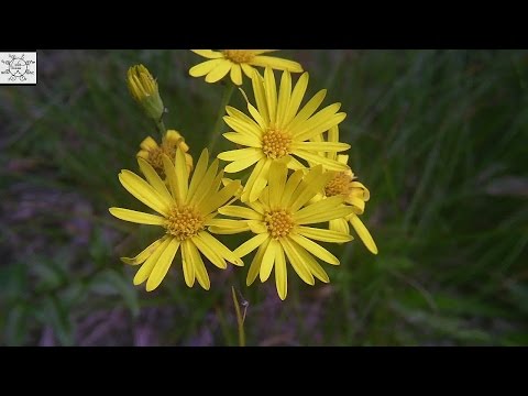 download lagu mp3 mp4 Maryland Golden Aster, download lagu Maryland Golden Aster gratis, unduh video klip Maryland Golden Aster