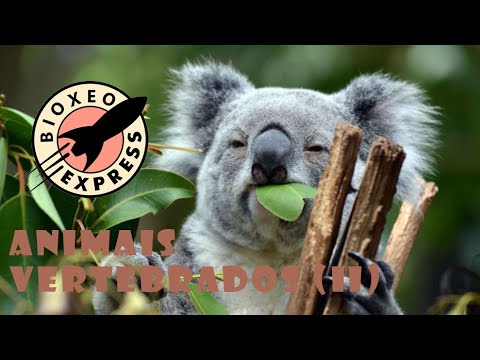 Vídeo: Animais vertebrados (II)