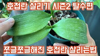 쪼글쪼글해진 호접란 살리는법!! 호접란 살리기 시즌2 탈수편!!