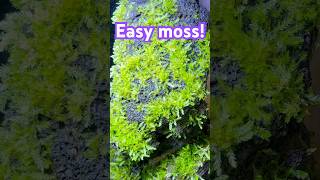 Download lagu Metode mudah menumbuhkan lumut untuk akuarium udang nano yang EPIC! mp3