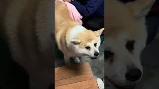 #秋田犬の暮らし #ニューヨークの秋田犬 #娘#雨降り嫌い#可愛い#癒し#秋田犬の暮らし❣️春ちくん❣️女の子