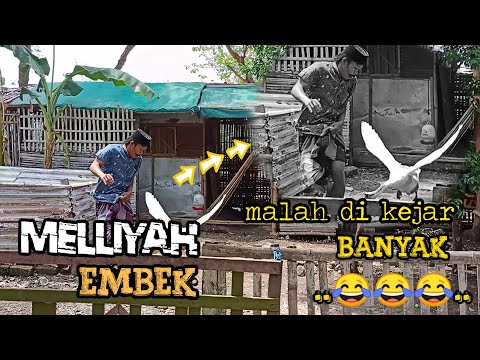 madura-lucumelliyah-embek