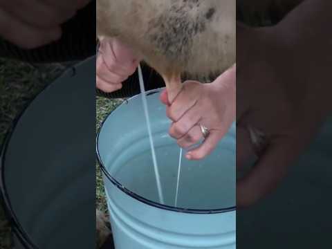 Milking a Cow by Hand – Pure Village Morning 🐄🥛