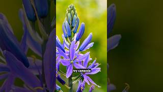 Download lagu Not Just Daffodils & Tulips: 3 Unique Bulbs to Try This Autumn mp3