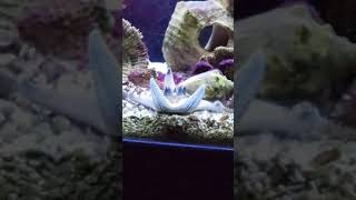 chocolate chip starfish 6-30-22. Octopus Garden