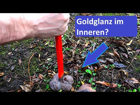 Katzengold an der Ostsee gefunden #Shorts