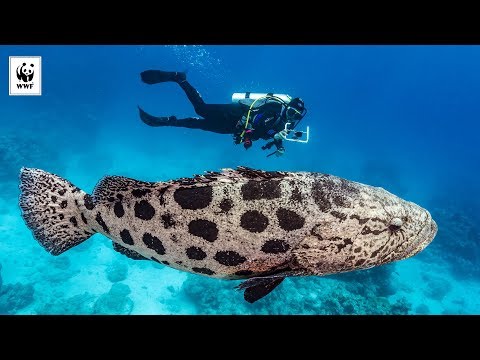 Diving in the Coral Sea | WWF-Australia