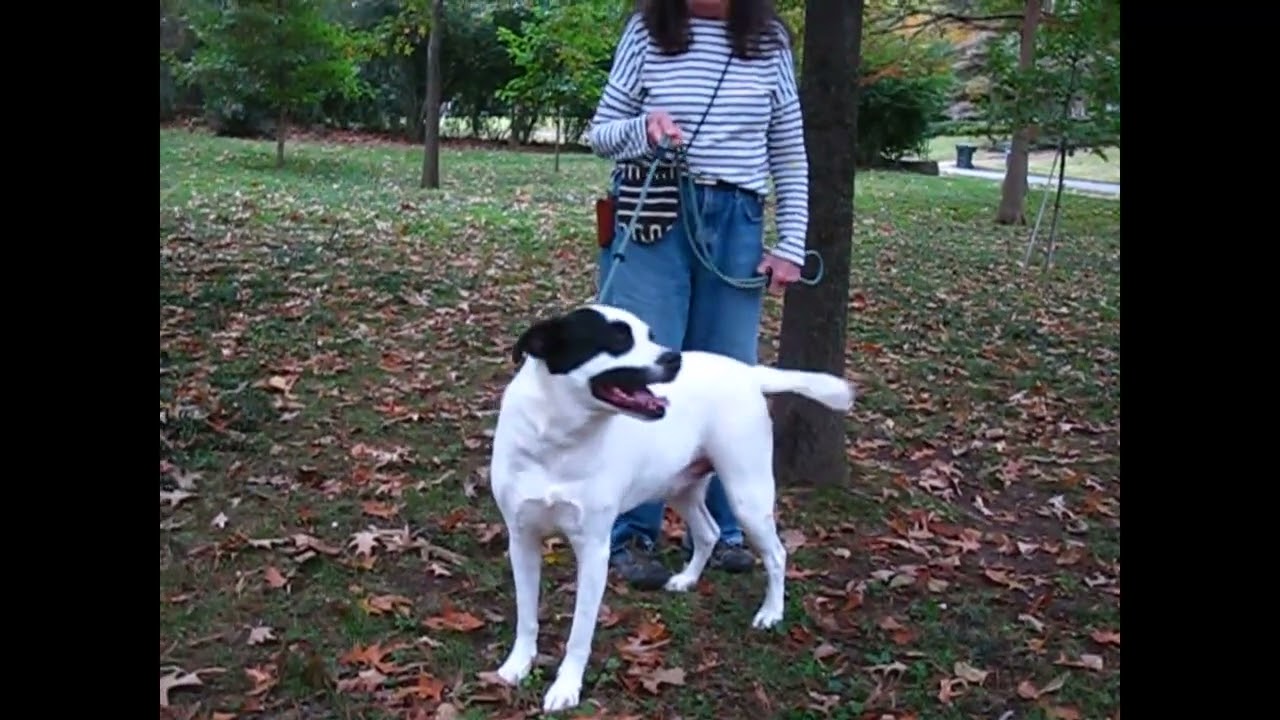 Enlarge Balto, a ADOPTABLE mixed breed in White Plains, NY video 5/5