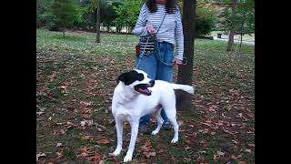 Video preview image #1 Labrador Retriever-Unknown Mix Puppy For Sale in Germanton, TN, USA