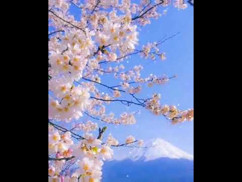 Ka thinlung nei tu: Sangmama Jahau & Bzi Chhangte Ft A.I.M (Offical lyric)