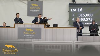 Tattersalls Cheltenham January Sale 2026 Review