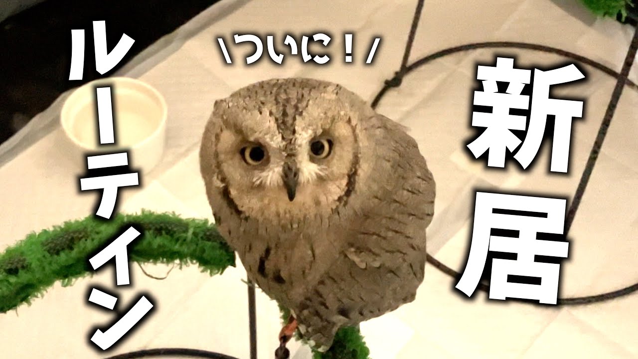 【遂に...】初めて実家を出た26歳男性とフクロウの新居生活を紹介します…！