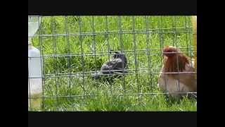 preview picture of video 'Californian quail keeps my sick chicken company CUTE!!'