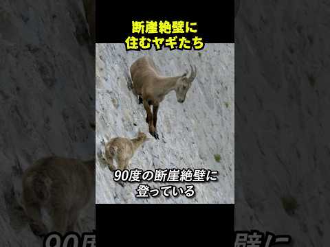 マウント・レーニア