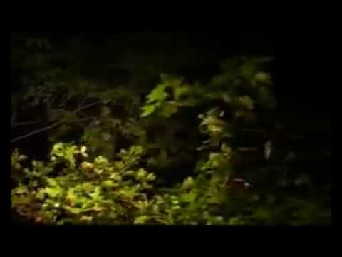 Douglas Greed - Balldate