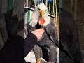 Gentle Beak Skills (Bald Eagle)  #GentleGiant #WildlifeEducation #DidYouKnow
