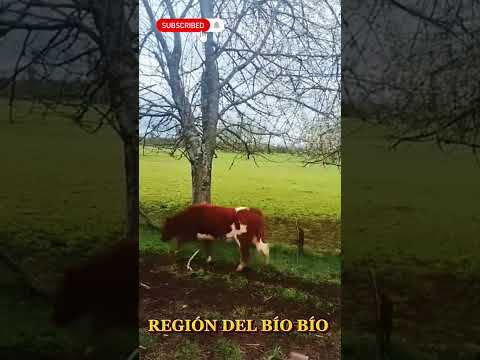 NACIMIENTO🇨🇱 #chile #rural #fyp  #shorts #campo #naturaleza #vidarural #biobio #vidadecampo #biobío