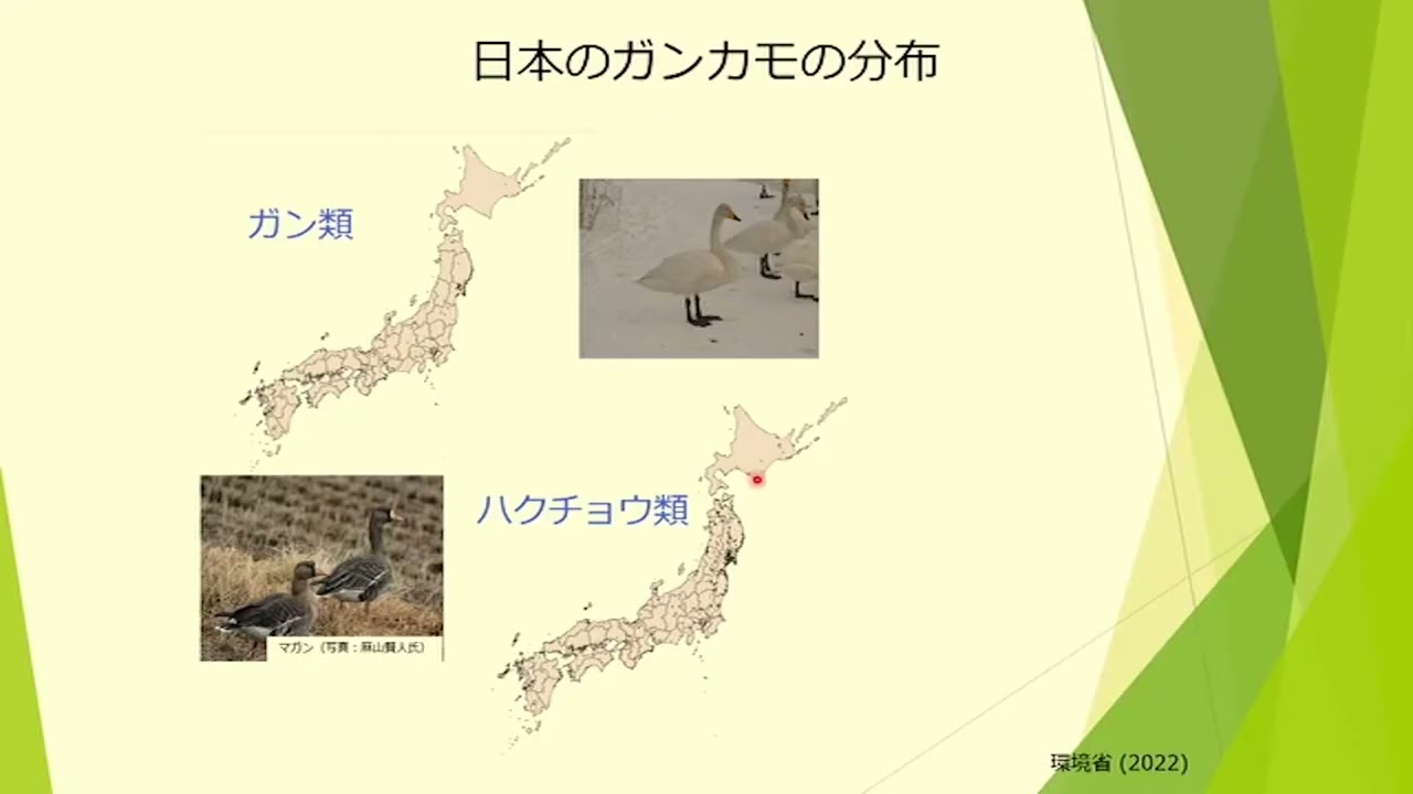 身近な水辺保全講演会「ハクチョウと旅するスワンプロジェクト –知る、考える、水鳥のくらし」