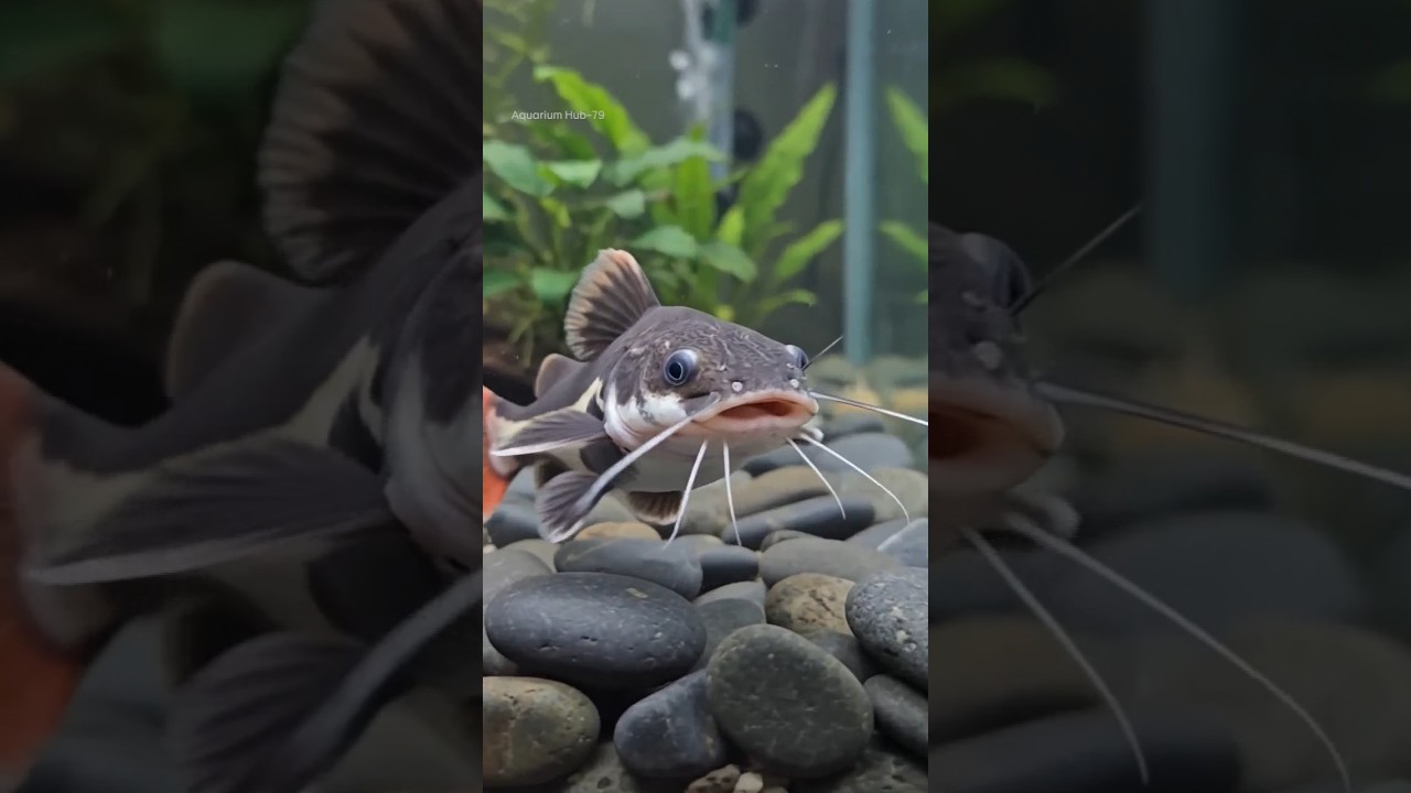Baby Red Tail Catfish #fish # #aquarium
