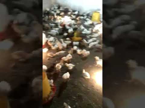 P. Giono & P. Sabar testimoni penggunaan Enzact120 & NZpro Ayam utk ternak diatas 100 ekor