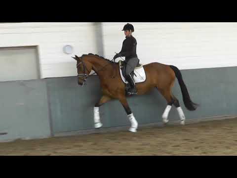 Weidenhof-Verkaufspferd: "GINA PRIMERA" -5j. Dressurstute v. Gribaldi